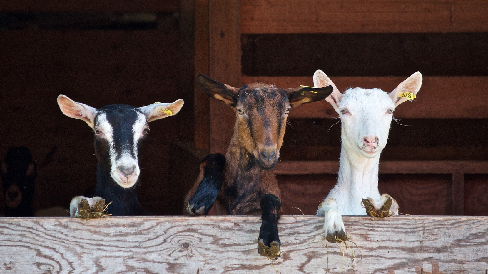 Goats in the Barn